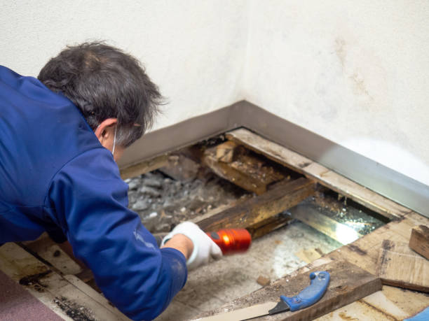 Big Sandy, TX Mold Removal Company