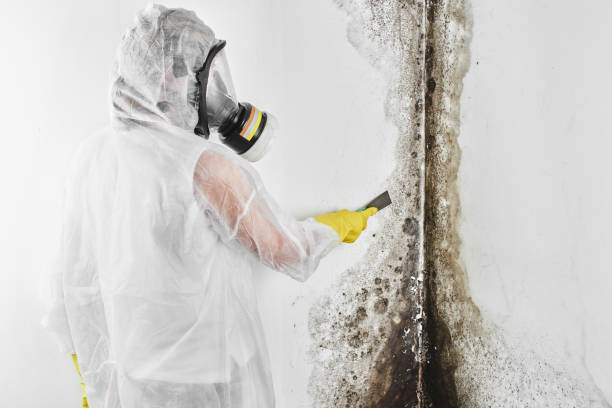 Best Emergency Mold Removal  in Big Sandy, TX