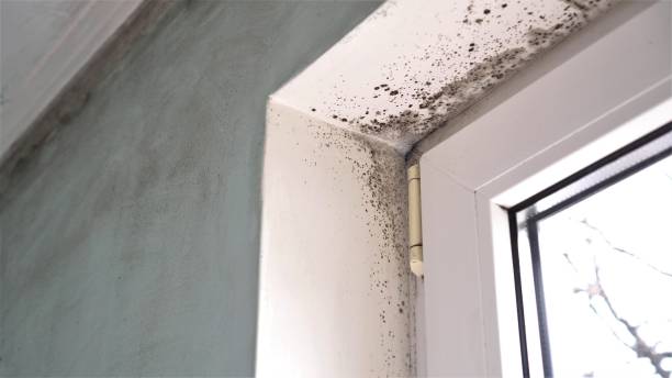 Best Mold Testing  in Big Sandy, TX