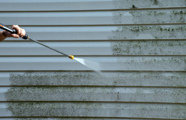 Best Best Mold Removal Companies  in Big Sandy, TX