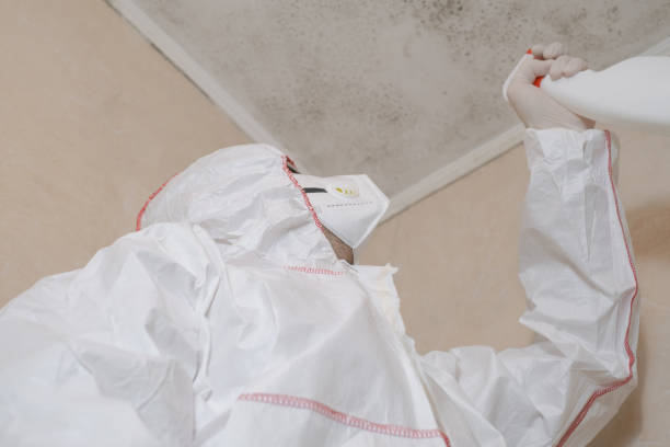 Best Same-Day Mold Removal  in Big Sandy, TX