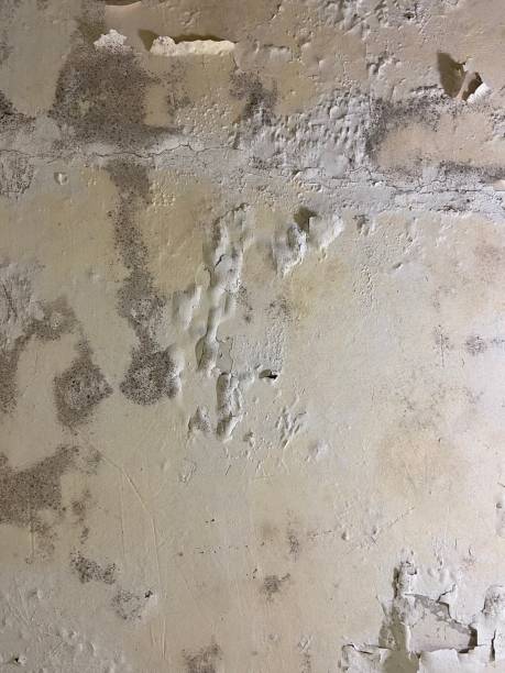 Best Residential Mold Removal  in Big Sandy, TX