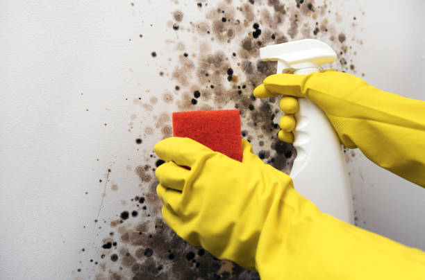 Best Affordable Mold Removal  in Big Sandy, TX